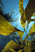 California, kelp with sunburst behind, detail A90K