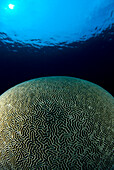 Micronesia, Caroline Islands, Kosrae, Brain coral appears like world, round, surface reflection B1963