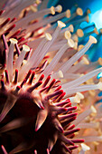 Hawaii, Maui, Molokini, A macro shot of the spines and tube feet of a Crown of Thorns starfish, (Acanthaster Planci).