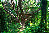 Hawaii, Maui, Honolua, A tree surrounded by lush green vines.