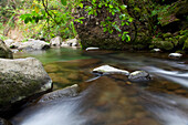 Hawaii, Maui, Iao River Valley.