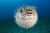 Hawaii, The spotted porcupinefish (Diodon hystrix) floating in deep blue pacific waters.