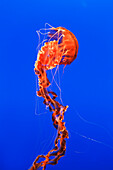 California, Monterey, An orange Jellyfish (Cnidarian) in the Monterey Aquarium.