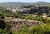 A herd of ewes in Couvertoirade in the Aveyron region, France