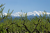 Peach crop at the foothills of the Canigou,Eastern Pyrenees,France,Languedoc-Roussillon