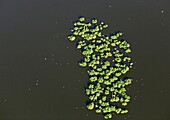 France, Indre (36), the Regional Natural Park of the Brenne, grass islands with nesting little egrets (Egretta garzetta) (aerial photographs)