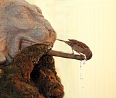 House Sparrow (Passer domesticus), beak bird sitting on a fountain to drink
