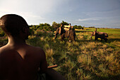 Africa, Botswana, Okavango delta, local men with elephants