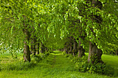 Alley of lime trees, Haseldorfer Marsch, Schleswig-Holstein, Germany