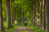 Alley of beach trees, Oldenburger Munsterland, Lower Saxony, Germany