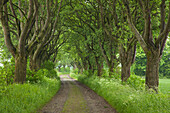 Alley of haw trees, near Kefferhausen, Thuringia, Germany