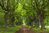 Alley of lime trees, Thuringia, Germany