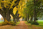 Alley of lime trees, Allgaeu region, Bavaria, Germany