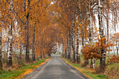 Alley of birch trees, Haemelheide, Lower Saxony, Germany