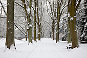 Alley of ash trees, Dortmund, North Rhine-Westphalia, Germany