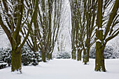 Alley of hornbeams, Dortmund, North Rhine-Westphalia, Germany