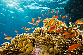 Lyretail Anthias and Fire Corals, Pseudanthias squamipinnis, Zabargad, St Johns, Red Sea, Egypt