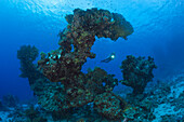 Scuba Diver and Coral, Paradise Reef, Red Sea, Egypt