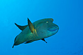 Napoleon Lippfisch, Cheilinus undulatus, Zabargad, St Johannes Insel, Rotes Meer, Ägypten