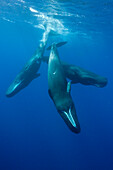 Social bahavior of Sperm Whale, Physeter macrocephalus, Caribbean Sea, Dominica, Leeward Antilles, Lesser Antilles, Antilles, Carribean, West Indies