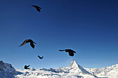 Jackdaws with Matterhorn in the background on the Gornergrad, Zermatt ski resort, Valais, Switzerland