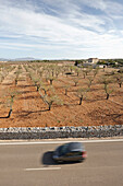 Almond trees on rural road MA-3400 near Santa Margalida, northern island, Mallorca, Balearic Islands, Spain