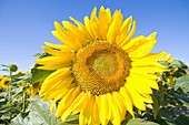 France, Provence, Drome, city of Dieulefit, sunflowers field // France, Provence, Drome, ville de Dieulefit, champ de tournesols