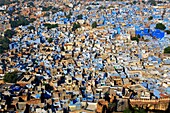 The blue village Jodhpur  Rajasthan  India.