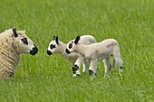 Kerry Hill Sheep flock Ewe and lambs