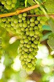 Canada, BC, Oliver  Ripening green grapes on the vine in the Okanagan Valley