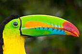 Keel-billed Toucan Ramphastos sulfuratus, Chagres National Park, Colon Province, Panama, Central America, America