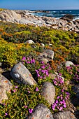 Wildflowers, Postberg Trail, West Coast National Park, Western Cape province, South Africa, Africa