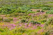 BONTEBOK Damaliscus pygargus, West Coast National Park, Western Cape province, South Africa, Africa