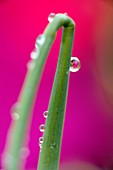 bending blade of grass with dew drops showing reflection of flowers. bending blade of grass with dew drops showing reflection of flowers