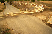 Flock of sheep crossing the road are Son Brondo, Lloret de Vistalegre, Es Pla, Mallorca, Spain Balearic Islands