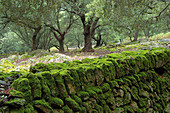 oaks, Son Perot, Orient Valley, Bunyola, Sierra de Tramuntana, Mallorca, Balearic Islands, Spain