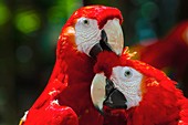 Scarlet macaw, Xcaret Park Eco-archaeological Theme park, Riviera Maya, Quintana Roo, Mexico