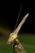 Praying mantis. Image taken at Satau, Senggi, Sarawak, Malaysia.