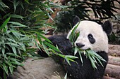 China, Sichuan, Chengdu, Bifengxia Panda Base Chengdu Research Base of Giant Panda Breeding, Giant panda eating bamboo