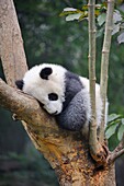 China, Sichuan, Chengdu, Bifengxia Panda Base Chengdu Research Base of Giant Panda Breeding, Sleeping baby panda
