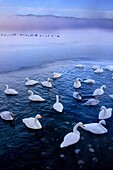 Whopper Swans Cygnus cygnus in Lake Kussharo,Akan National Park,Hokkaido,Japan