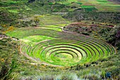 Moray, archaeological site, Cuzco, Peru