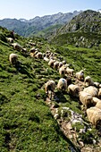 Sheepherd in the Asturias Mountain, Onis Valley, Spain