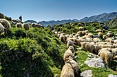 Sheepherd in the Asturias Mountain, Onis Valley, Spain