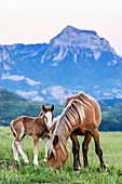 Livestock in Ordesa & Monte Perdido National Park, Huesca, Aragon, Spain Pyrenees