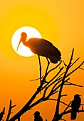 Painted Stork Keoladeo Ghana National Park previously Bharatpur Bird Sanctuary Bharatpur Rajasthan India