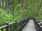 A raised wooden walkway for visitors at Tanjung Piai National Park