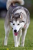 Siberian Husky, is a medium-size, dense-coat working dog breed that originated in north-eastern Siberia
