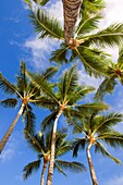 Palms, Waimea Bay Beach, North Shore, O`ahu, Hawaii, USA