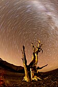 Star trails and the Milky Way above an Ancient Bristlecone Pine tree
